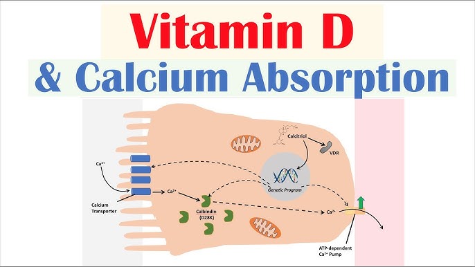 Diagram showing how Vitamin D aids calcium absorption to strengthen bones.