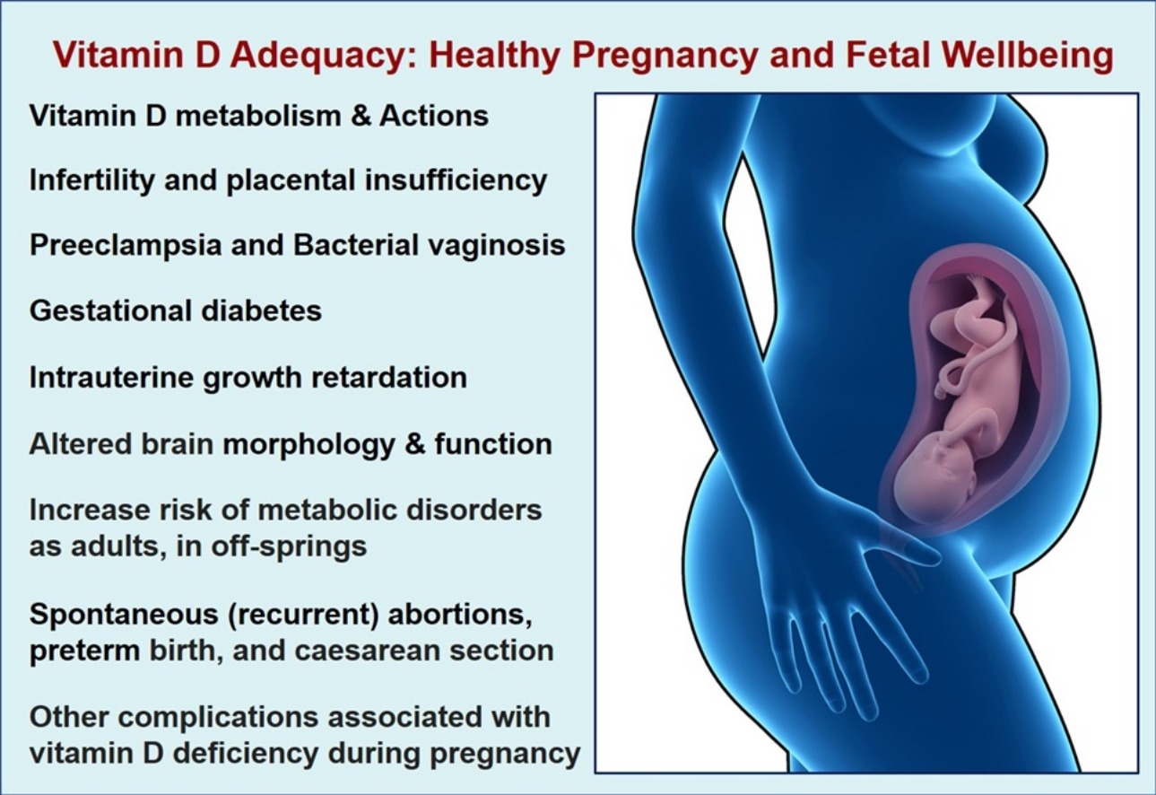 Infographic showing how Vitamin D supports fetal bone development and strengthens the immune system.